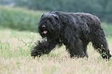 BOUVIER DES FLANDRES 404